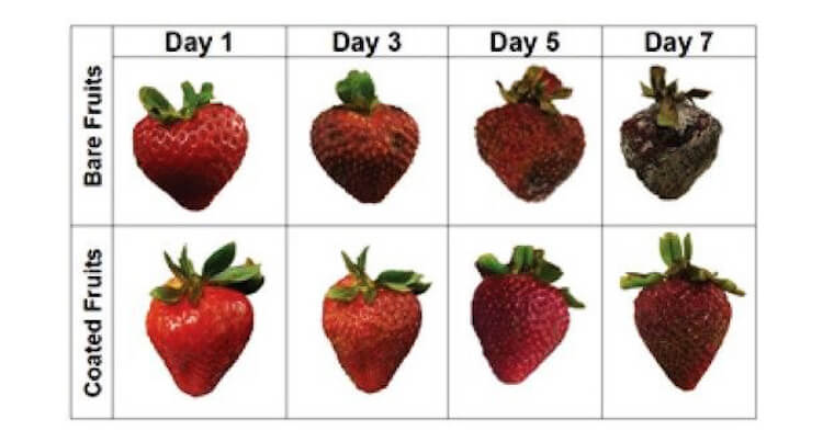 Foi encontrado uma maneira de prolongar a vida de prateleira de frutas em uma semana