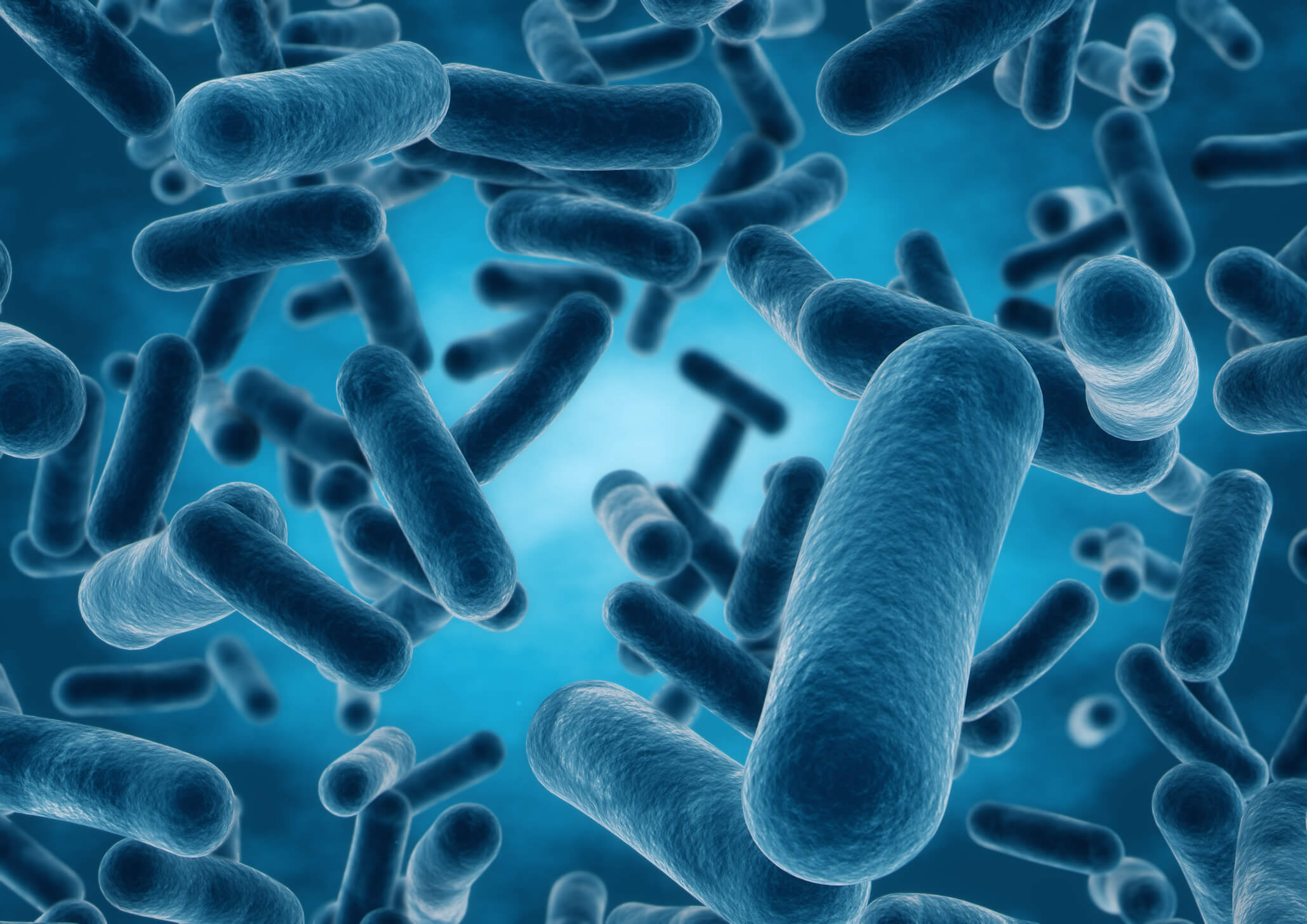 박테리아에서 창자에 영향을 미칠 수 있습니까?