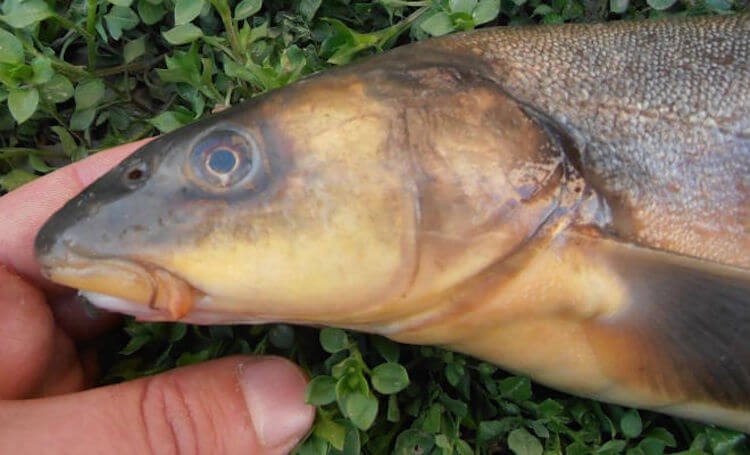 Eines der gefährlichsten Fische in Russland. Was ist das?