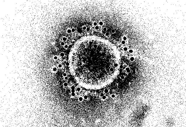 我々は免疫のcoronavirus?
