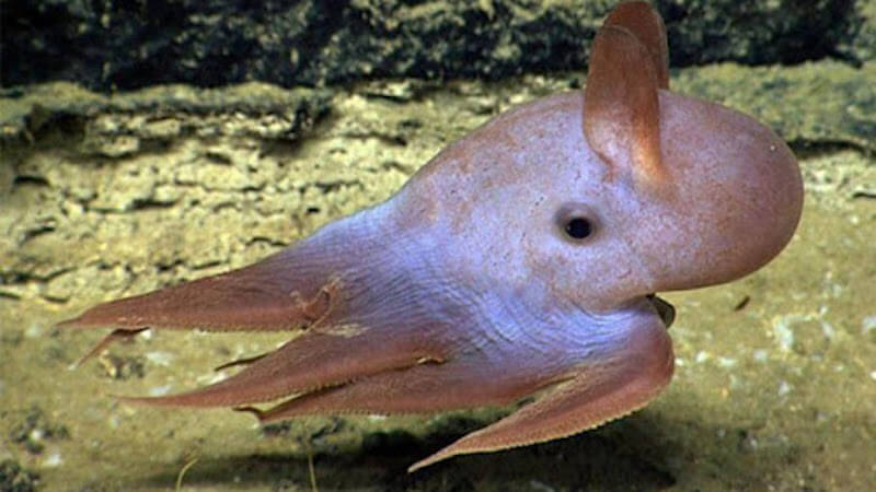 La plus profonde octopus intrigué les scientifiques