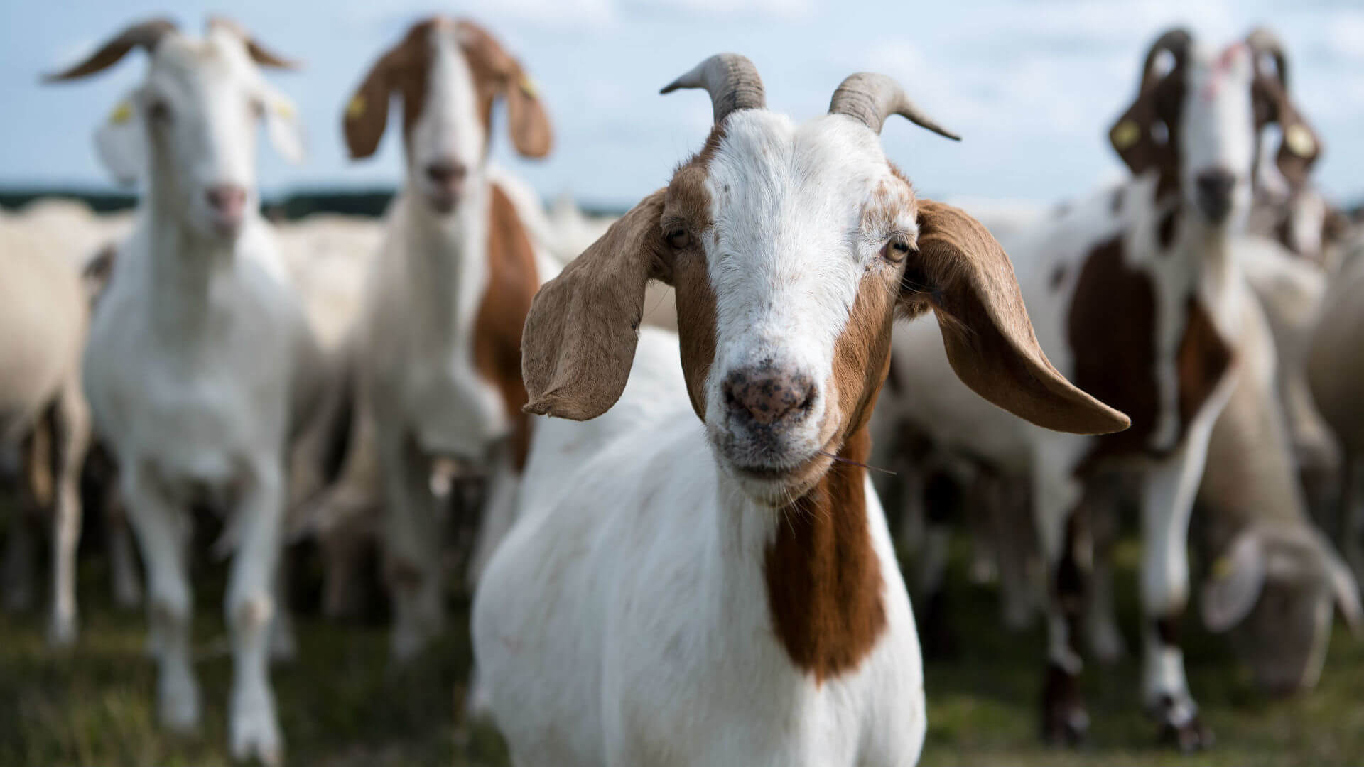 Como inusual a la leche de cabra puede ayudar en el tratamiento del cáncer?