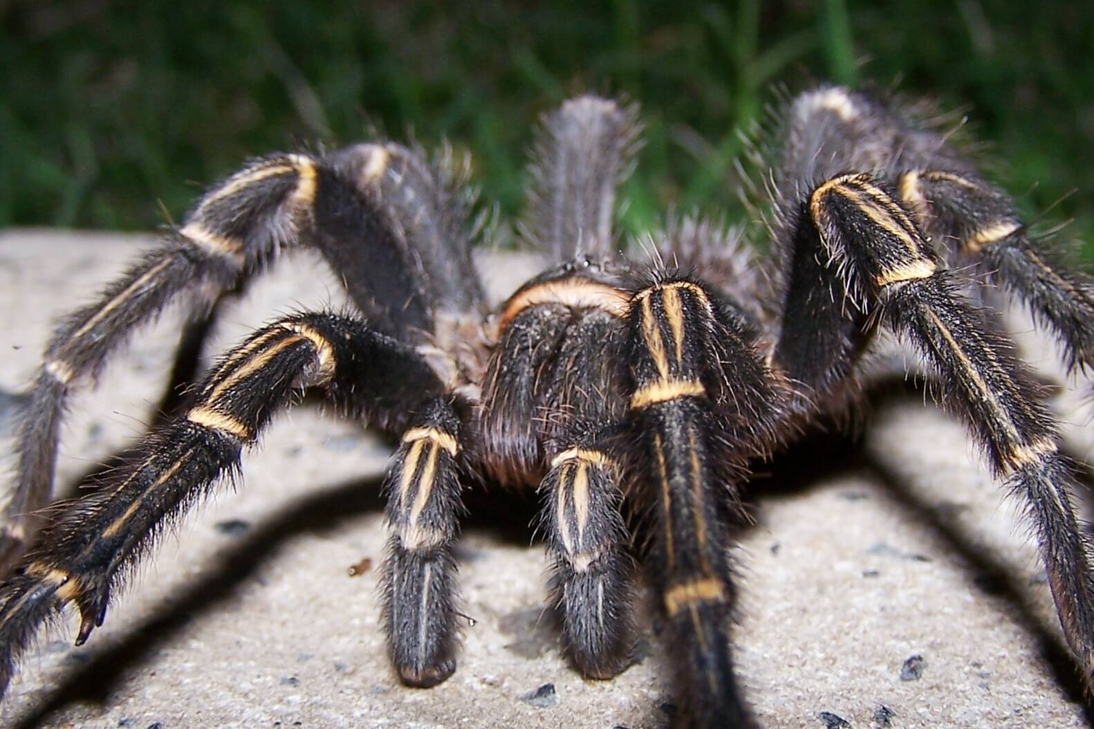Die größte Spinne in der Welt wiegt wie ein Hund: als er noch interessant?