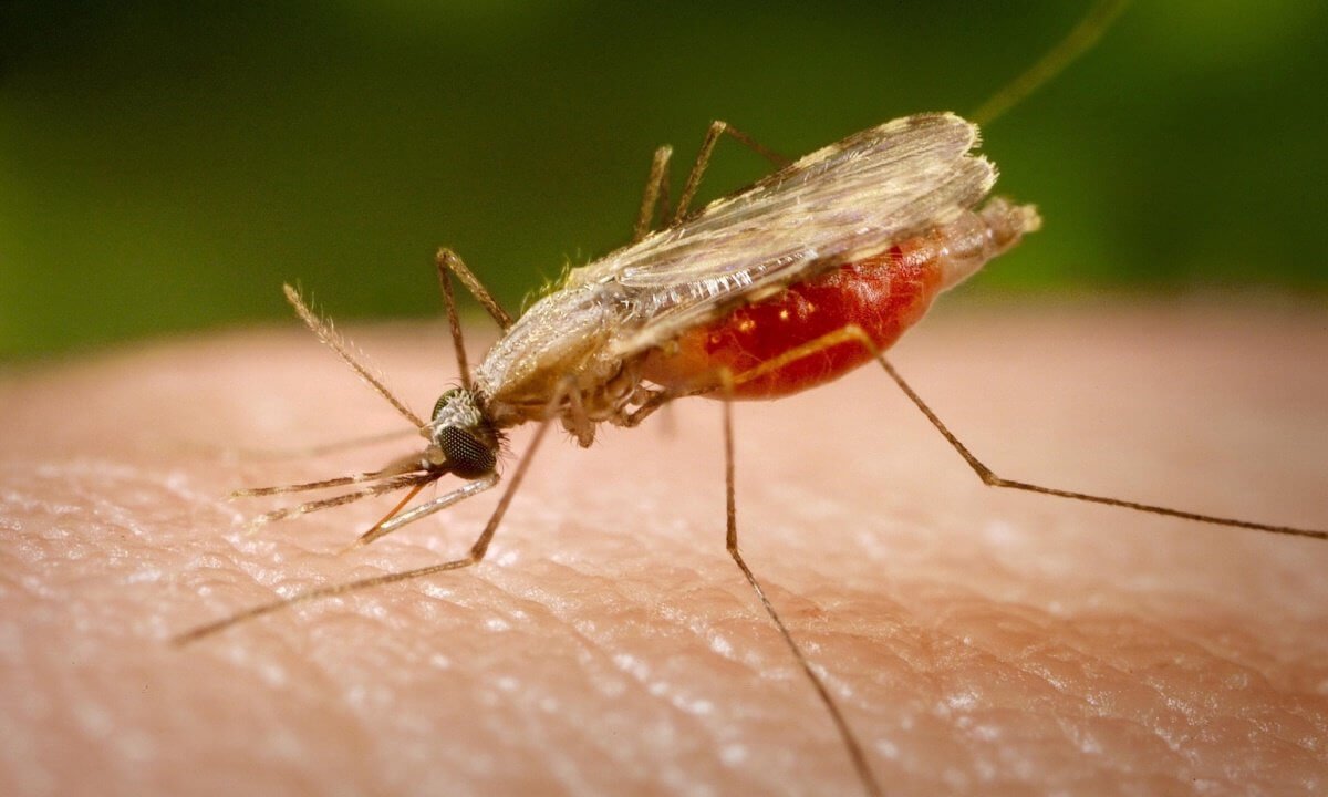 In Russland steigen kann, um die Zahl der Anopheles-Mücken. Was ist der Grund?