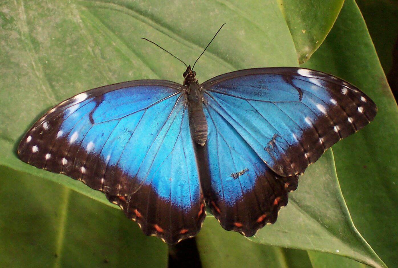 Чому крила метеликів не ламаються під важкими краплями дощу?