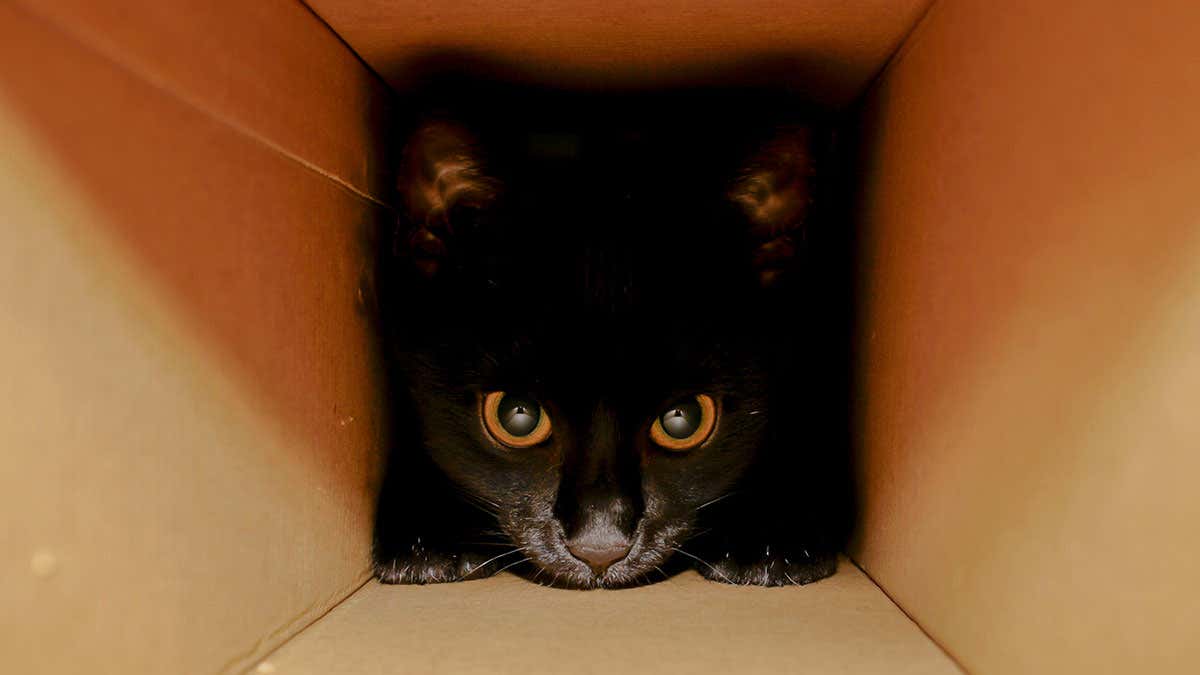 Fisica inventato come salvare il gatto di Schrödinger
