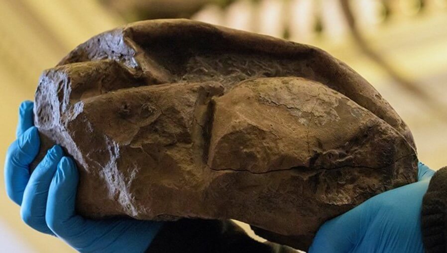 Bulunan Antarktika gizemli bir taş olduğu ortaya çıktı yumurta antik canavar