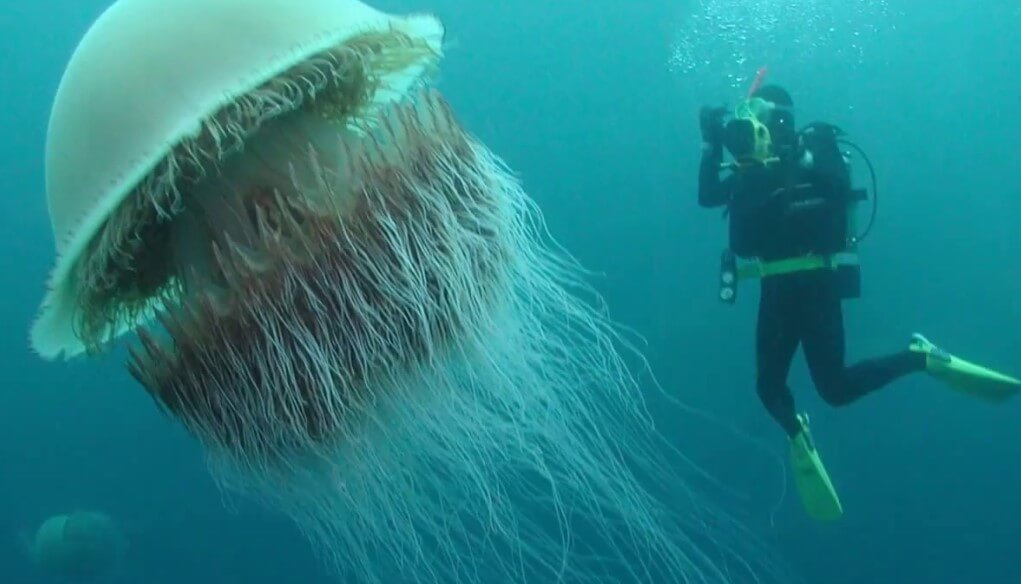 Comment se présente la plus grande méduse et qu'elle est dangereuse?