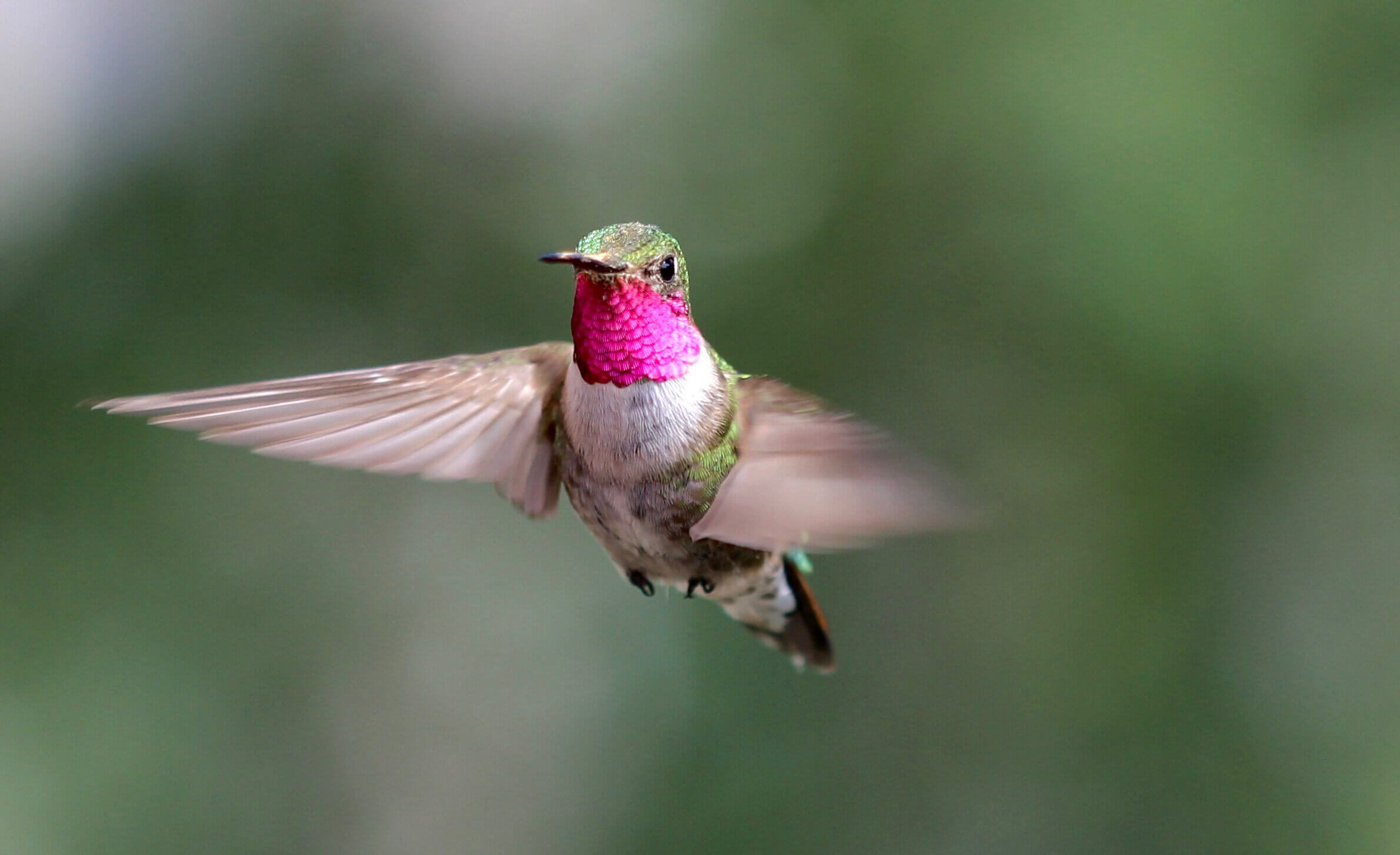 Les oiseaux sont capables de voir les couleurs que nous ne pouvons même pas l'imaginer