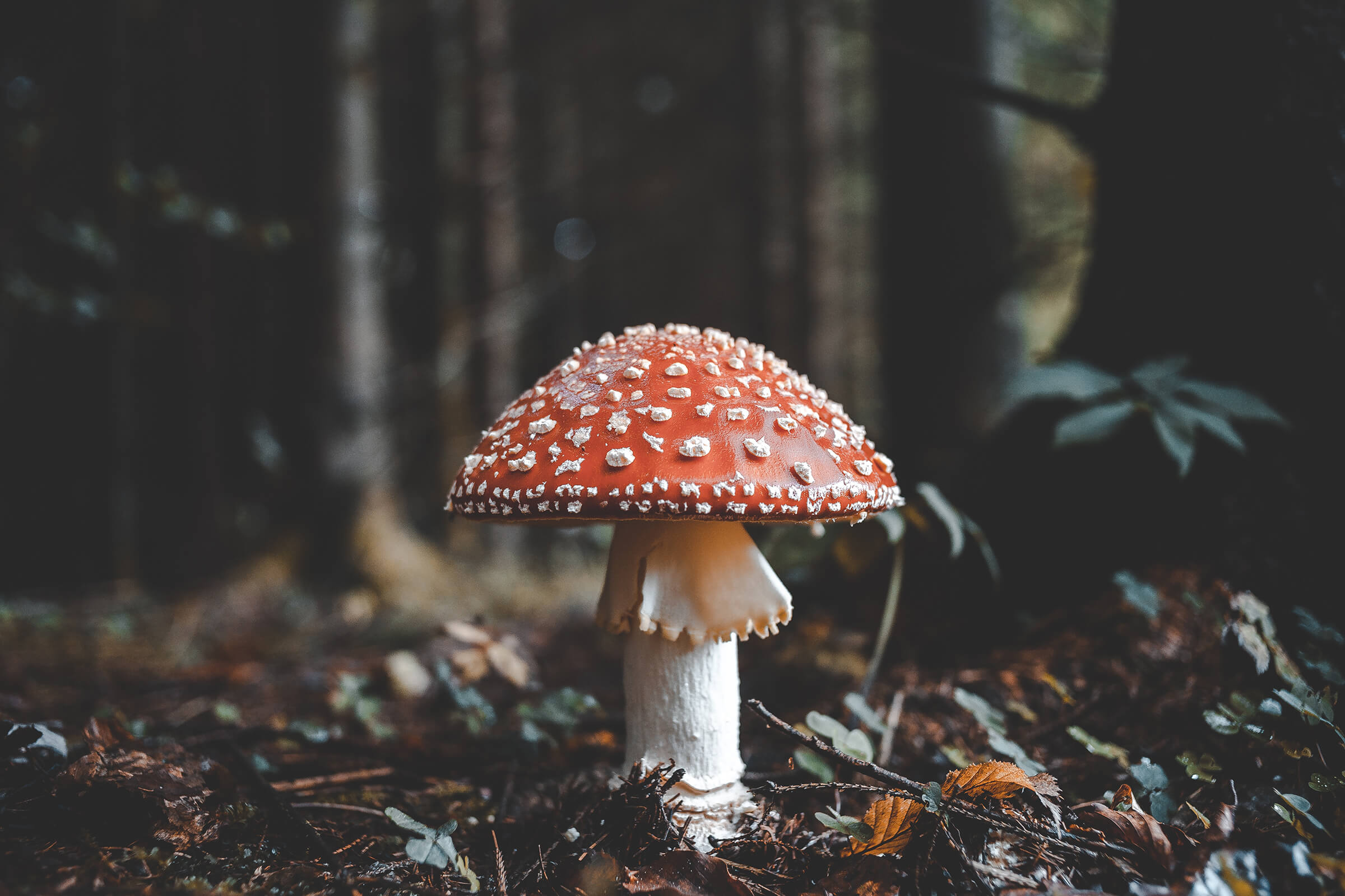 Se os cogumelos salvar o planeta e livrar-nos das doenças?