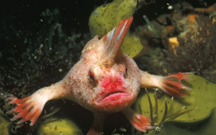 Peixe com ирокезом na cabeça reconhecida oficialmente extinto vista