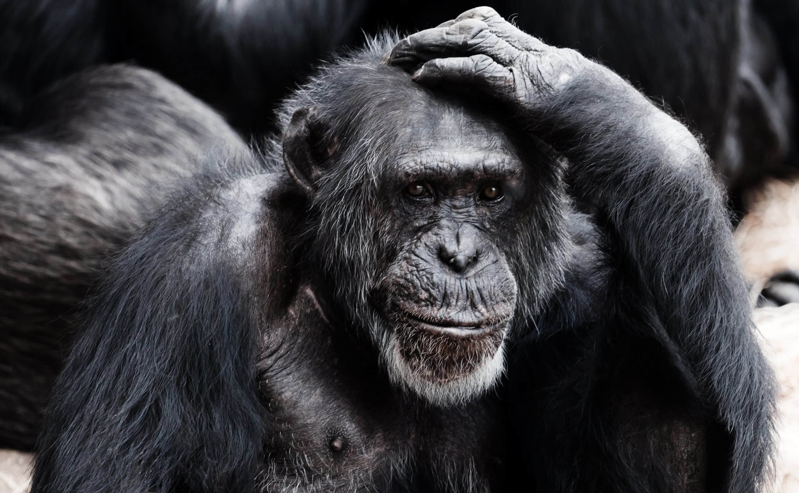 Anche scimmie diventano grigi, ma non a causa di invecchiamento