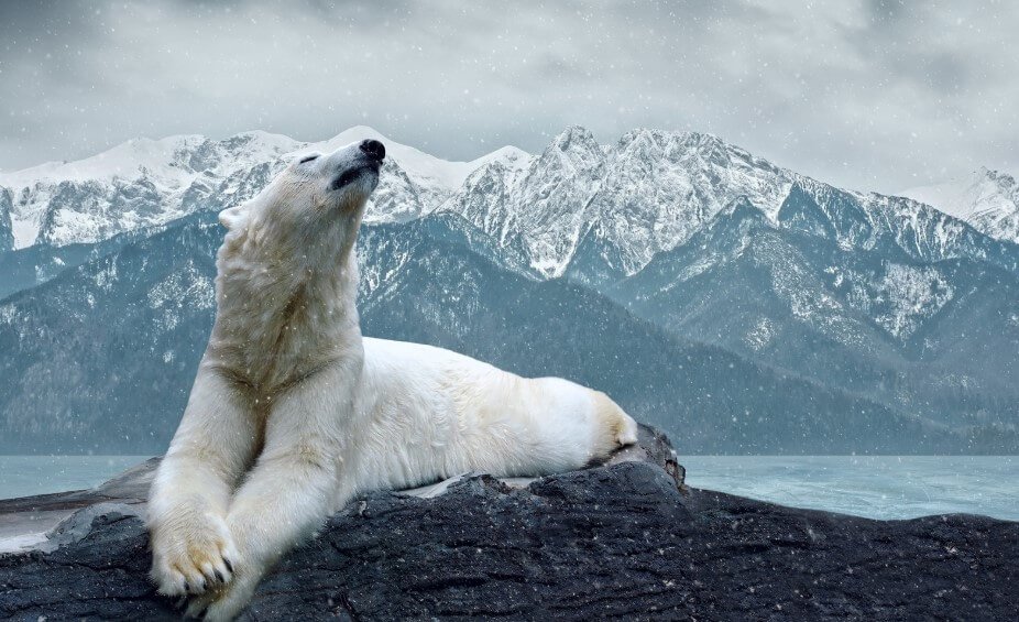 在100年的北极熊将不会留下食物