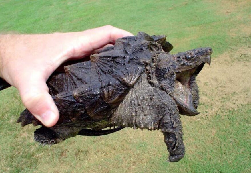 Qual é o truque usa a mais terrível de tartaruga para a pesca de mineração?