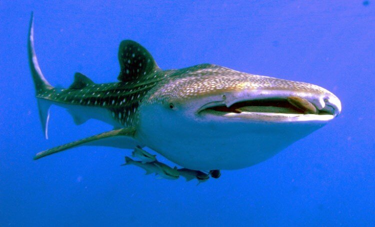 Dans les yeux des requins baleines découvert les dents