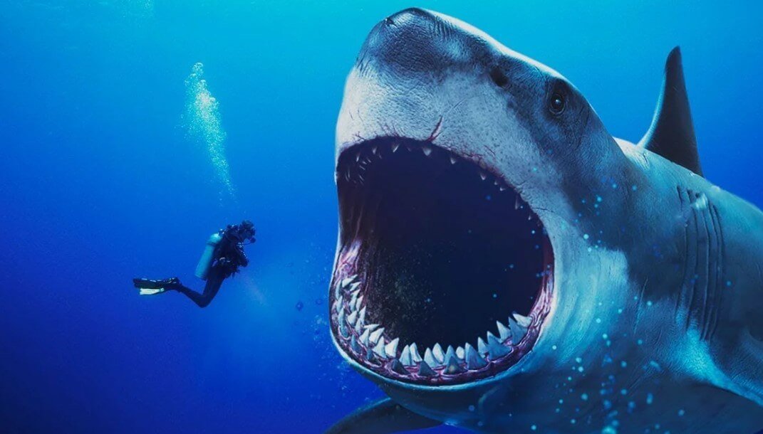 Quais animais têm medo de perigosos tubarões?