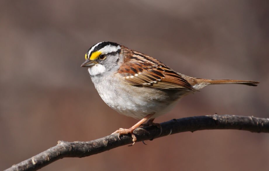Die Evolution der Gesang der Vögel: Spatzen in Kanada lernten ein neues «Lied»