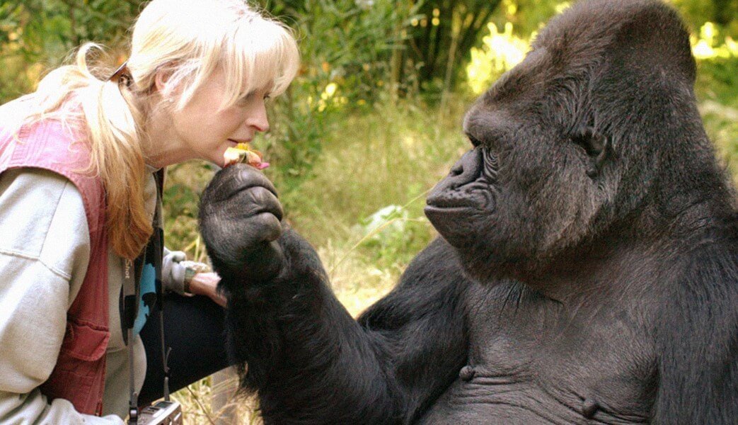 Entre les gorilles et les humains trouvé encore une autre caractéristique commune