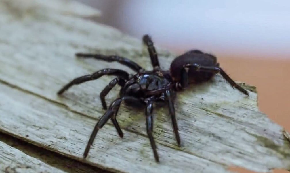 如何识别有毒蜘蛛和蛇用你的智能手机？