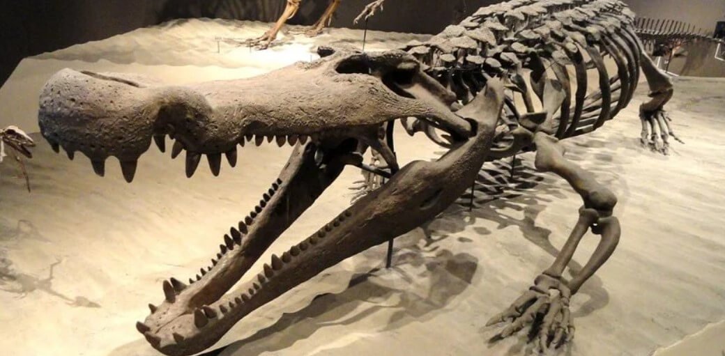 Qualquer antigos animal temido até mesmo dinossauros?