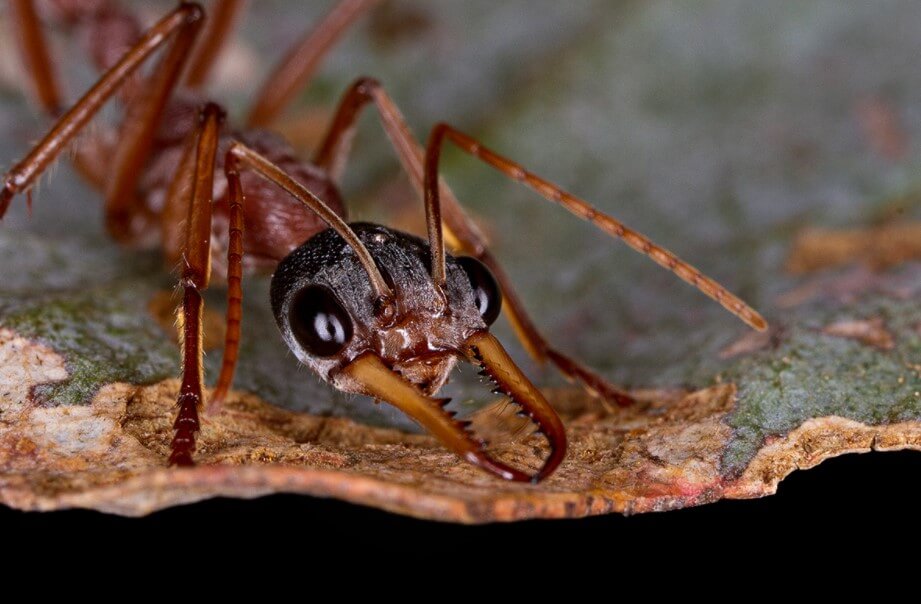 Les plus dangereux des fourmis: où ils habitent et la mesure du mal à mordre?