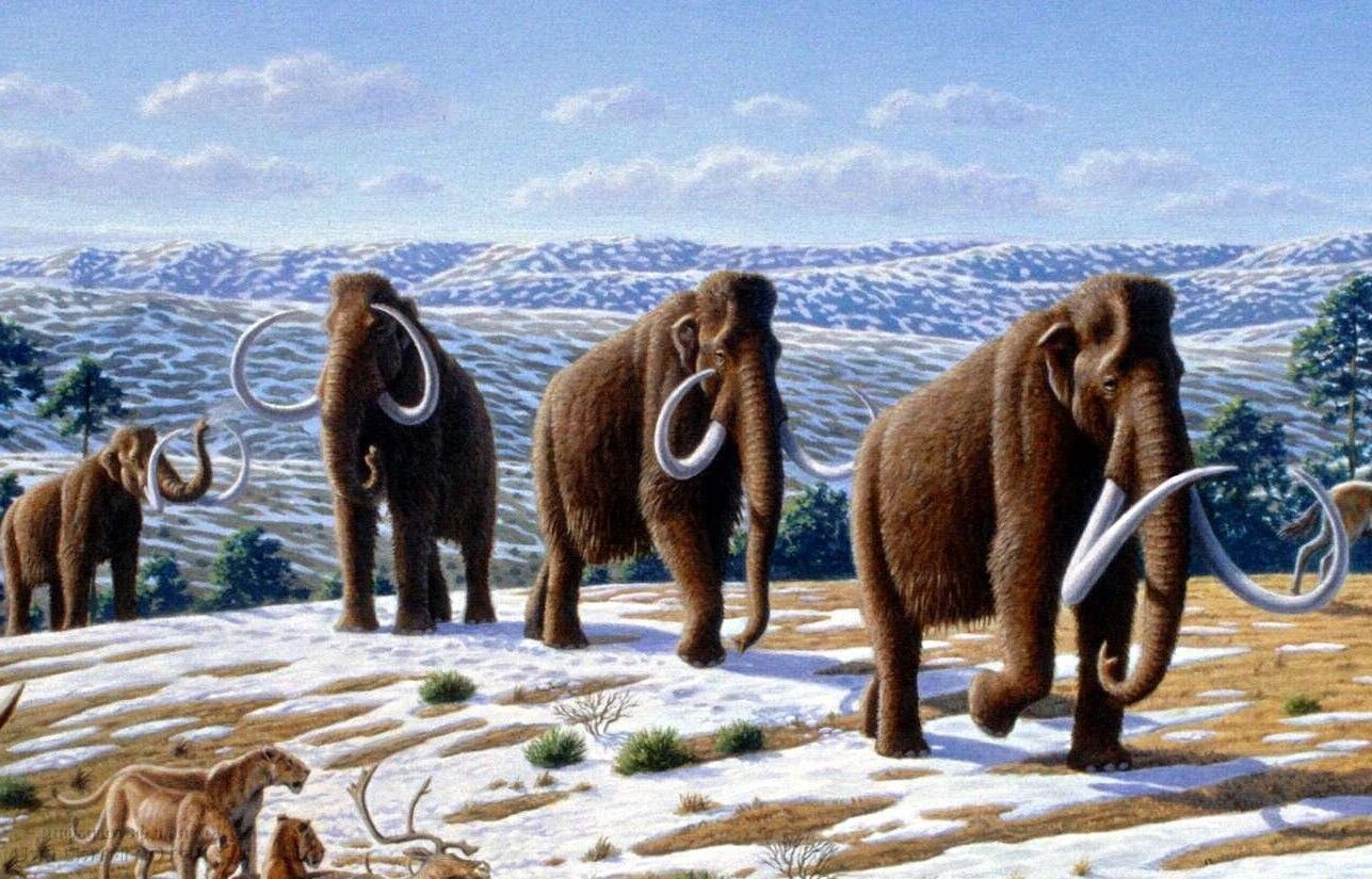 Biologists at Harvard University have decided to resurrect mammoths in two years