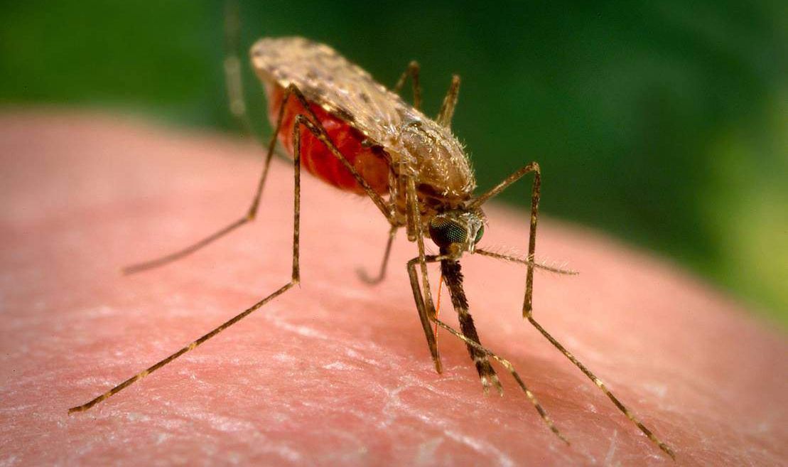 The malaria vaccine successfully passed clinical trials