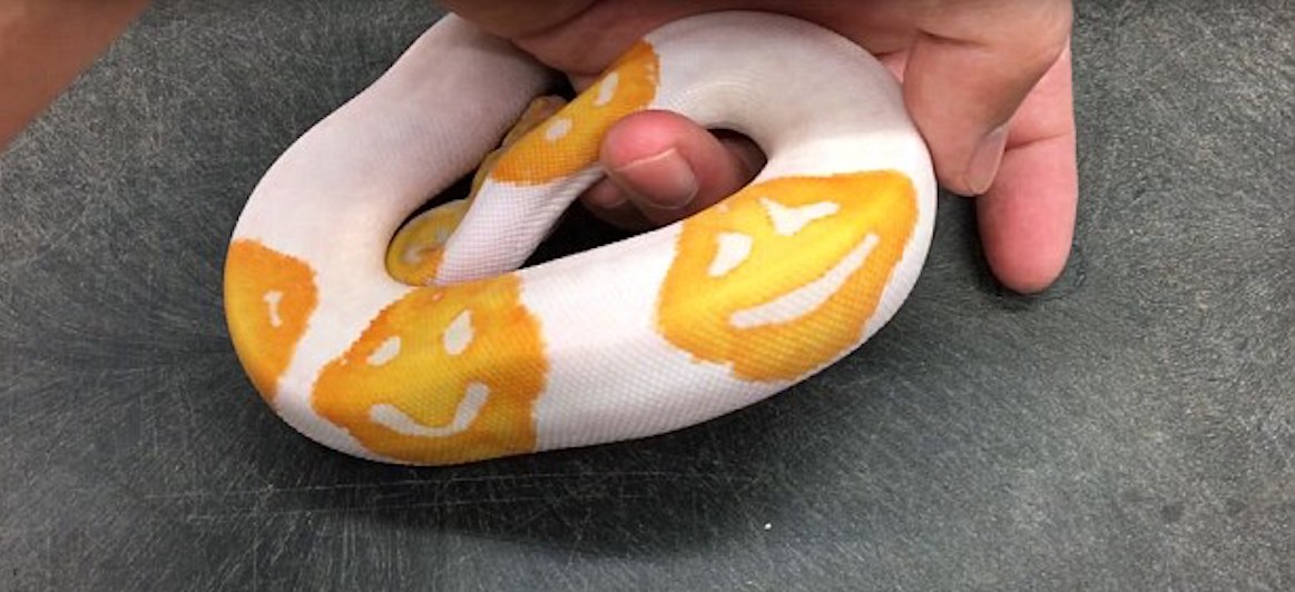 Breeder from the USA brought out Python print Emoji-Emoji on the body