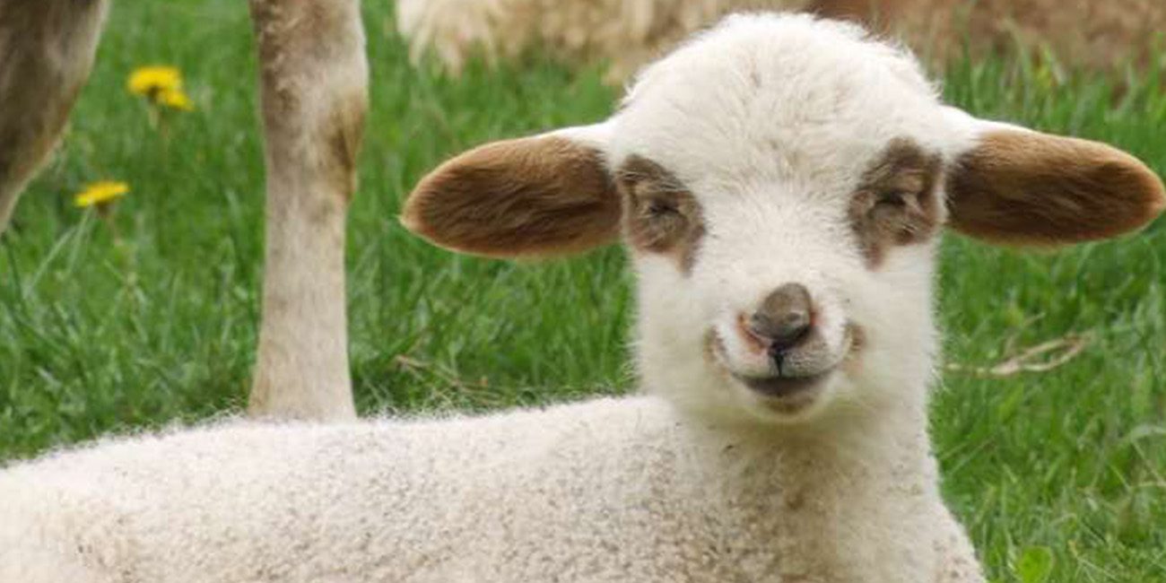 Print stem cells biorock tested on sheep