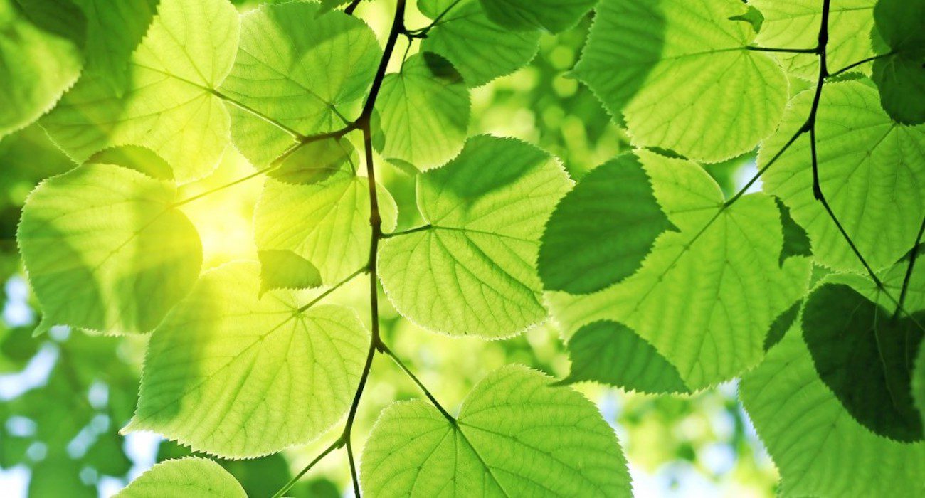 Scientists have approached the creation of units for artificial photosynthesis