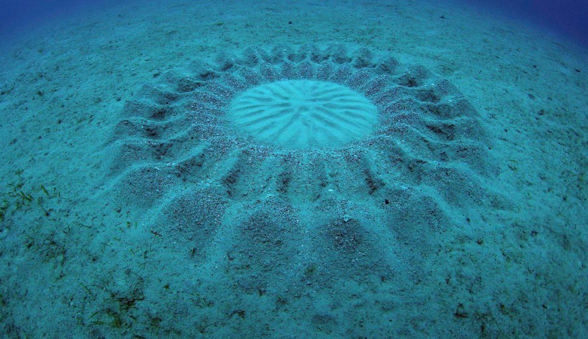 #video of the day | by the Author of the mysterious underwater circles were fish-romantic