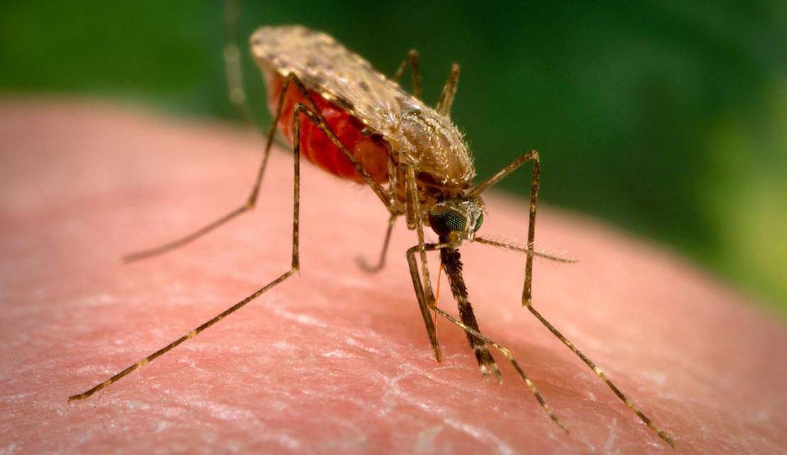 In the US mosquitoes are destroyed using biological weapons