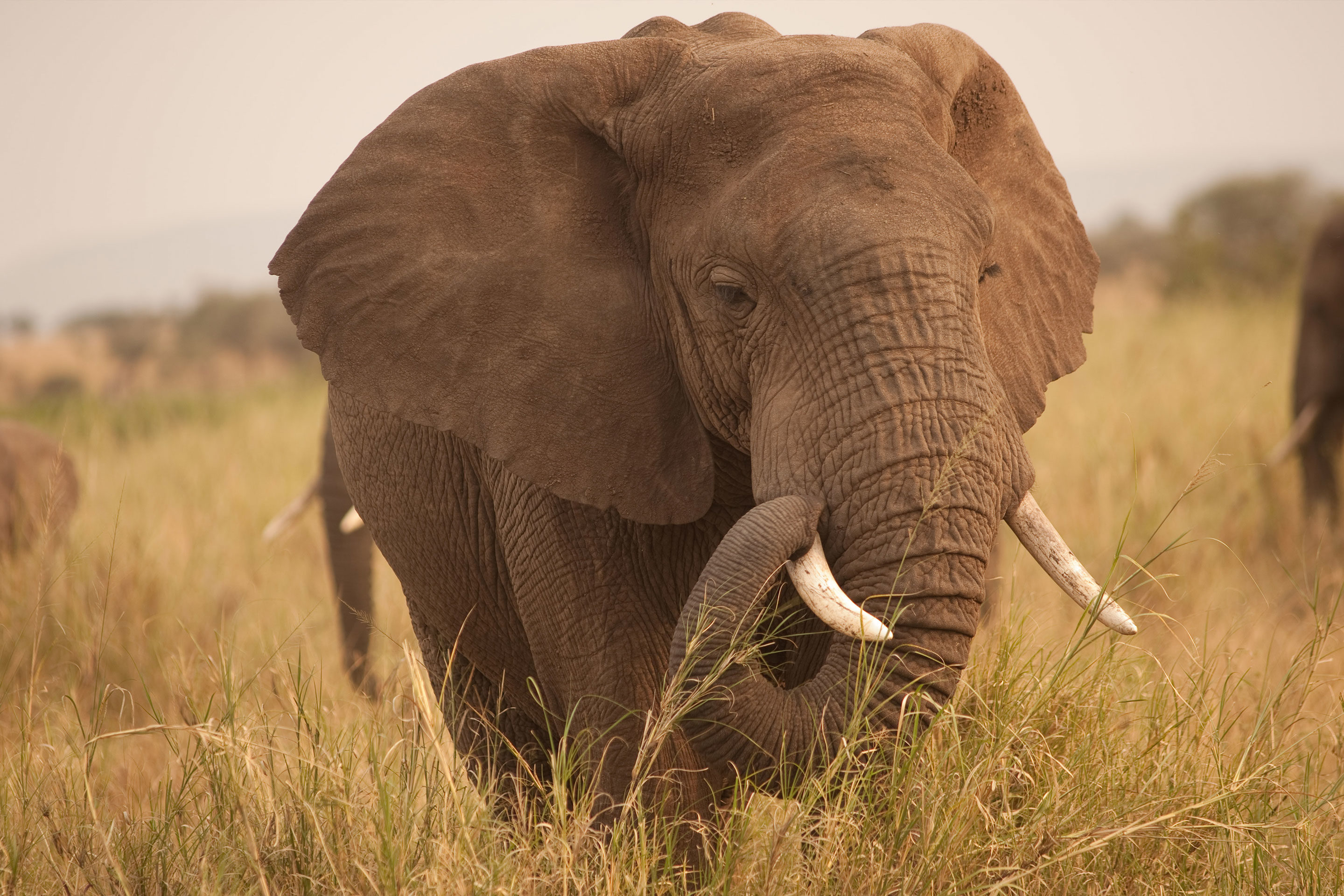 Scientists have discovered why elephants don't get cancer