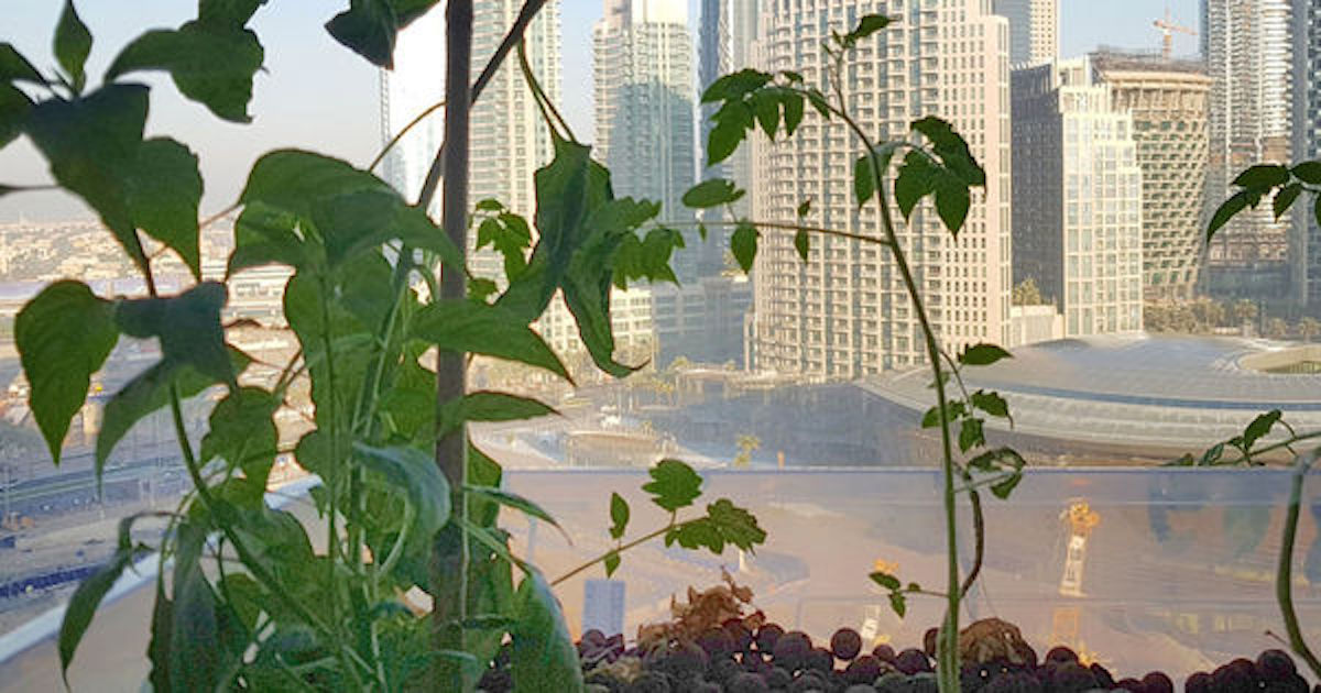 Appeared in Dubai's first vertical farm