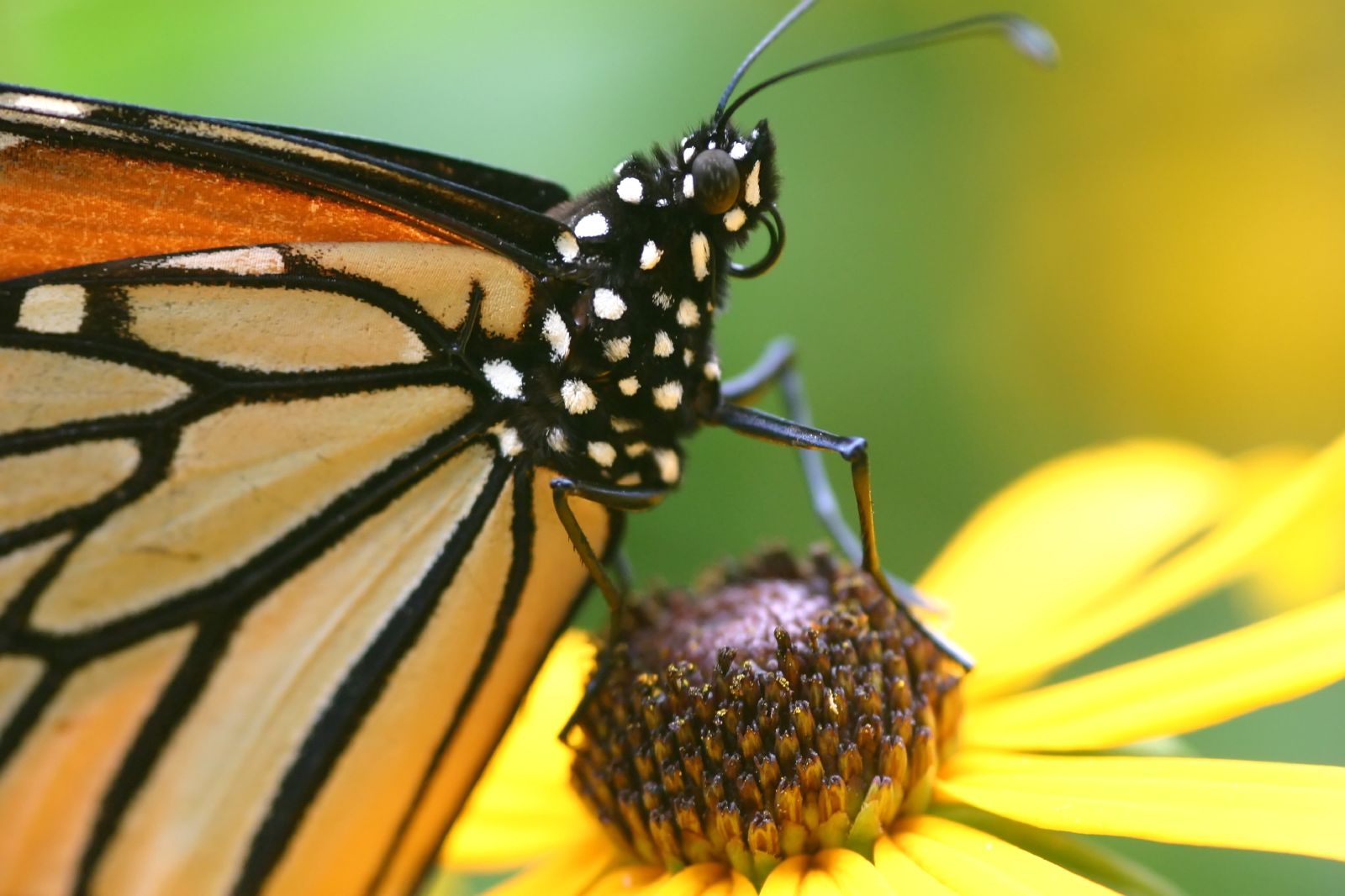 Os cientistas acidentalmente encontraram os restos a mais velha de uma borboleta ou de um inseto