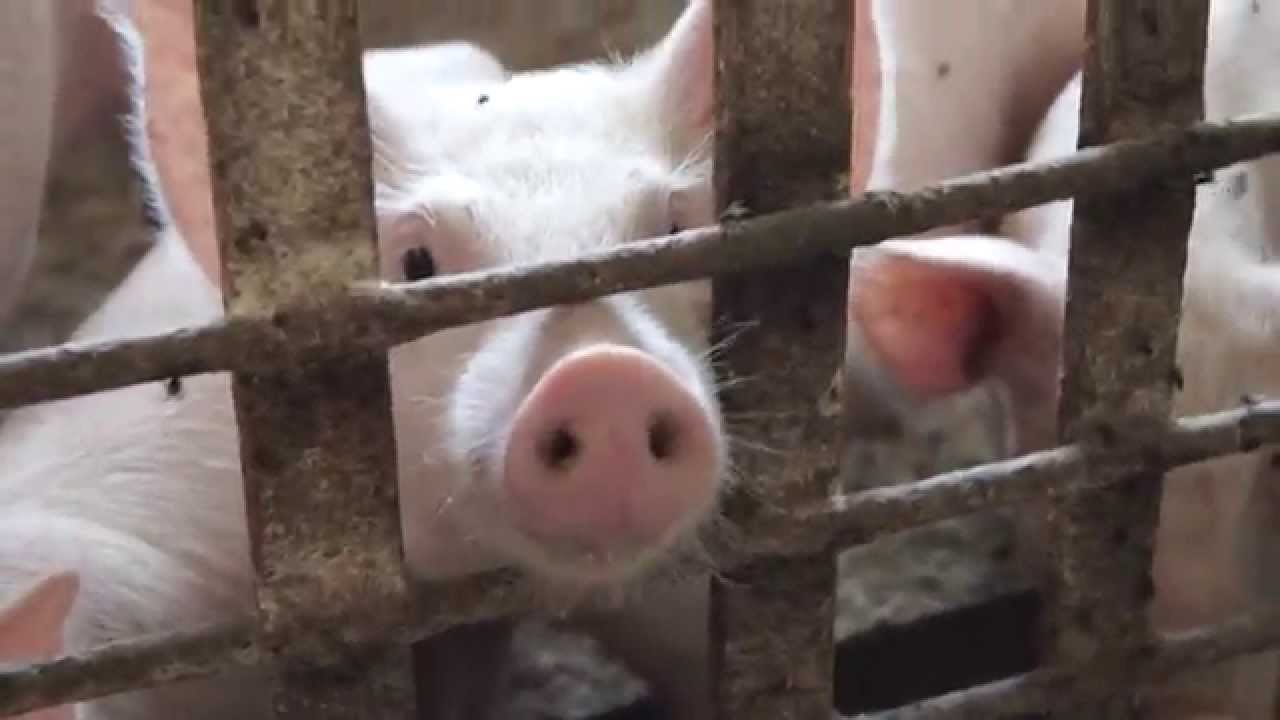 AI system Alibaba will help farmers to monitor the pigs