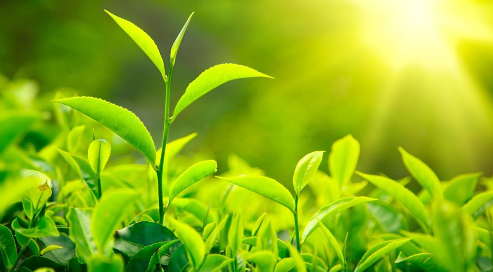 Can artificial photosynthesis be an alternative to solar panels?