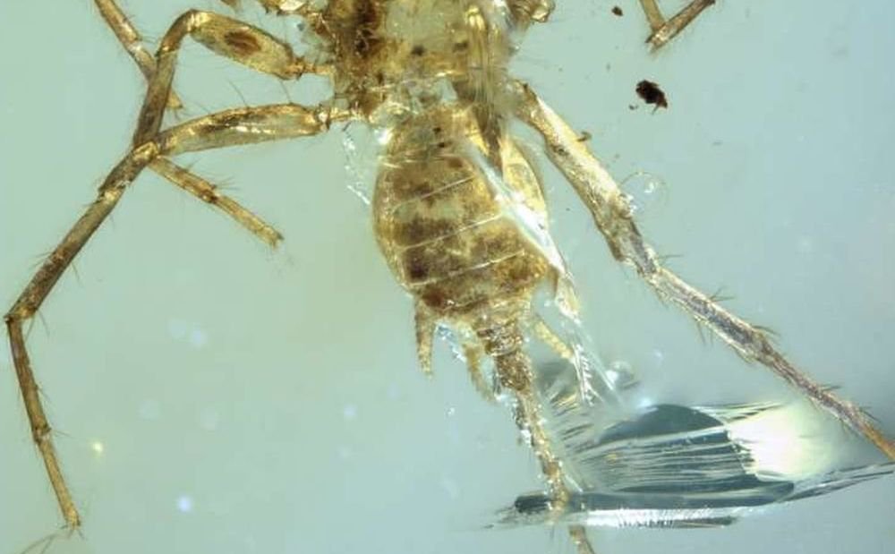 Os cientistas descobriram em um pedaço de âmbar extinto aranha-quimera