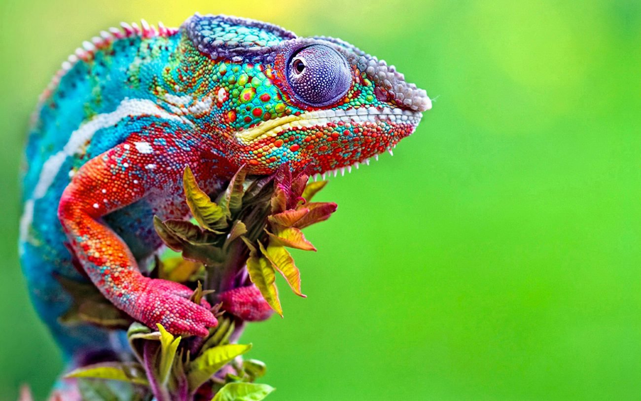 Russian scientists have created artificial skin of the chameleon