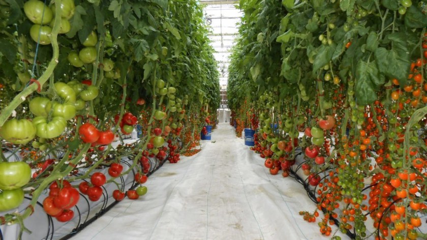 التشيكية عمال المناجم تستخدم الحرارة من المزارع عن زراعة الطماطم