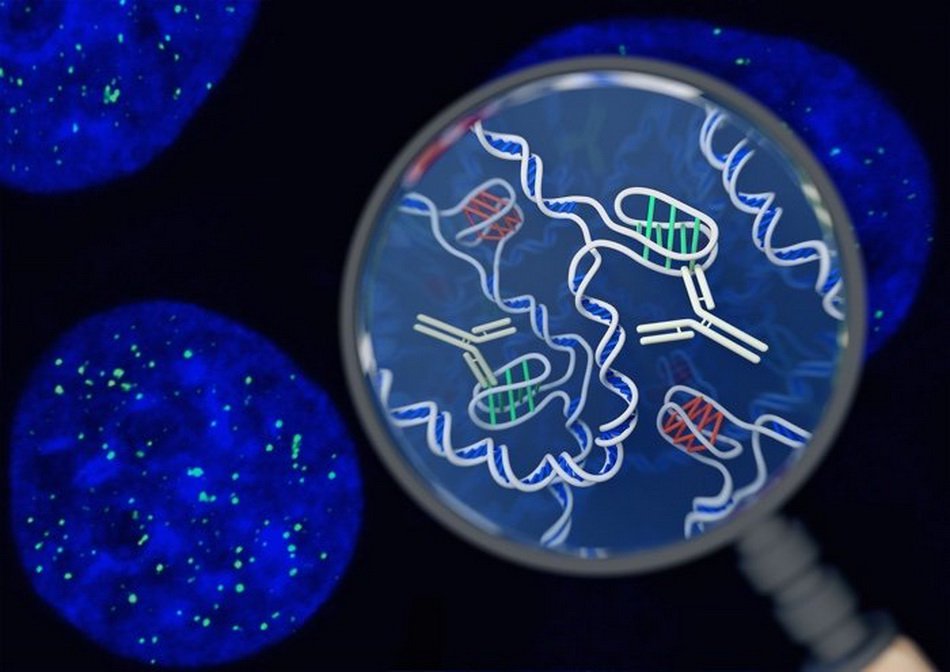 I mänskliga celler för första gången upptäckt en ny form av DNA
