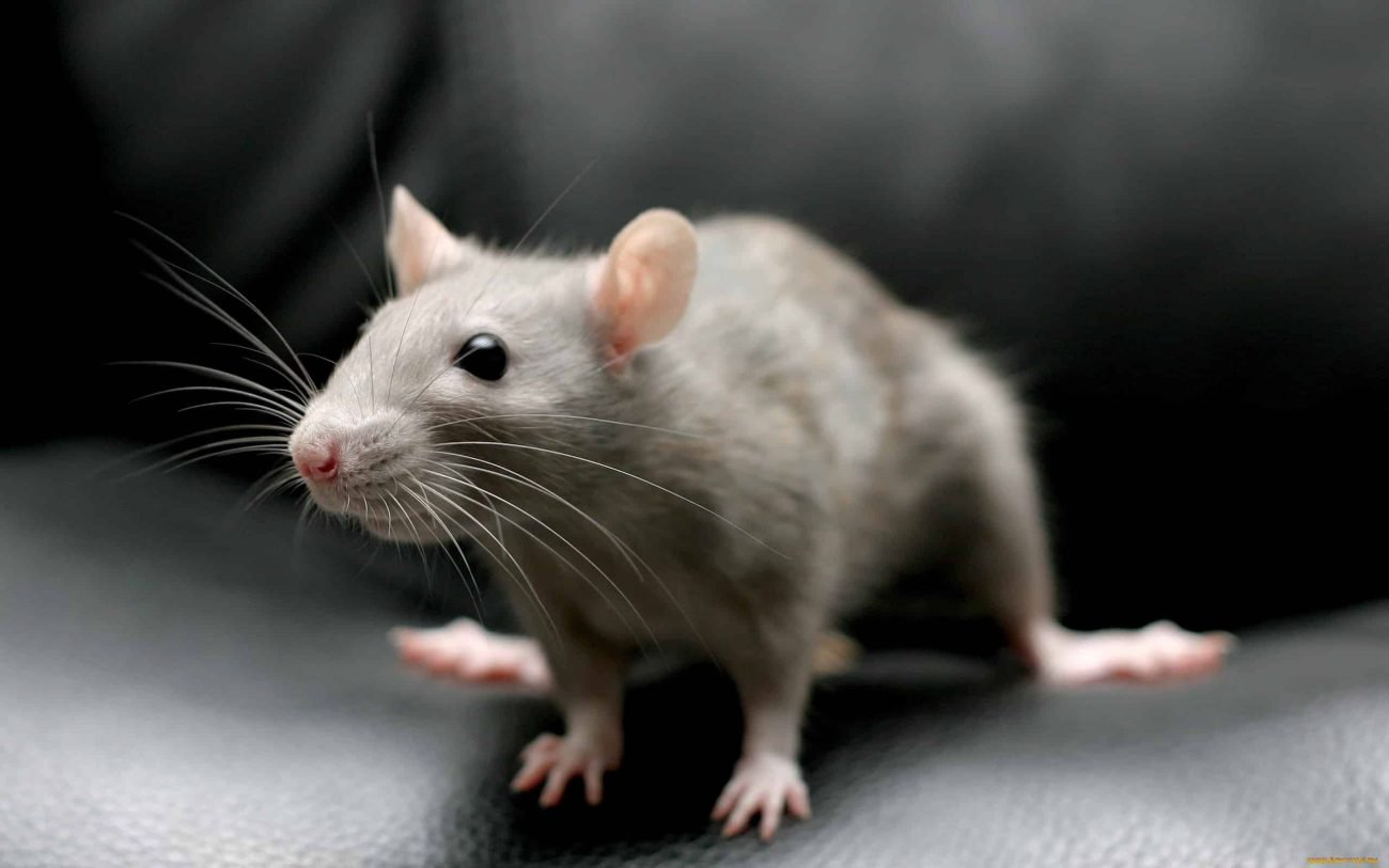Coreanos, os cientistas foram capazes de controlar remotamente roedores