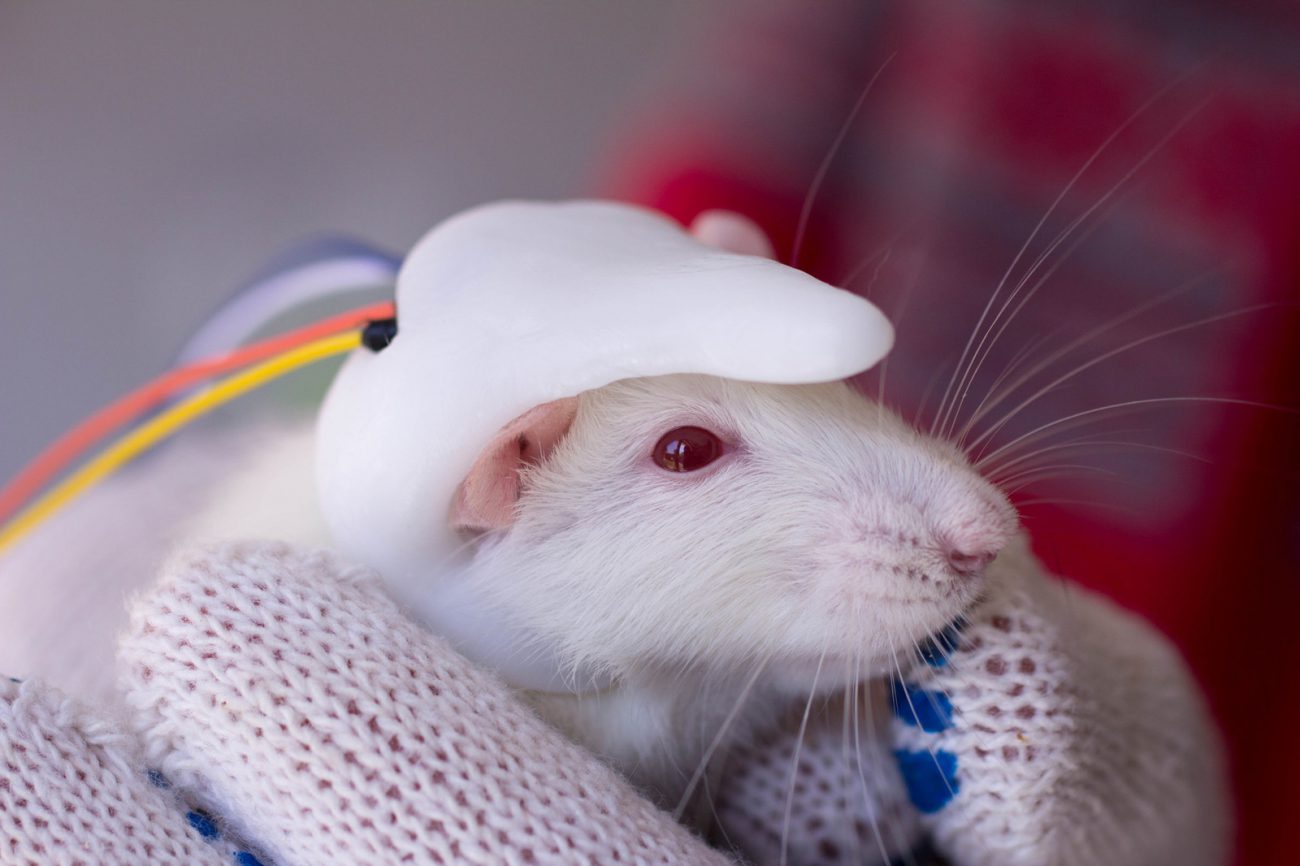 Forskere implantert en liten menneskelige hjerne med musen