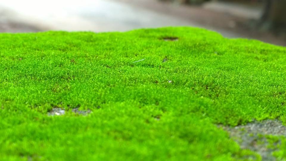 Forskere har funnet at grønn mose kan være bra for din helse