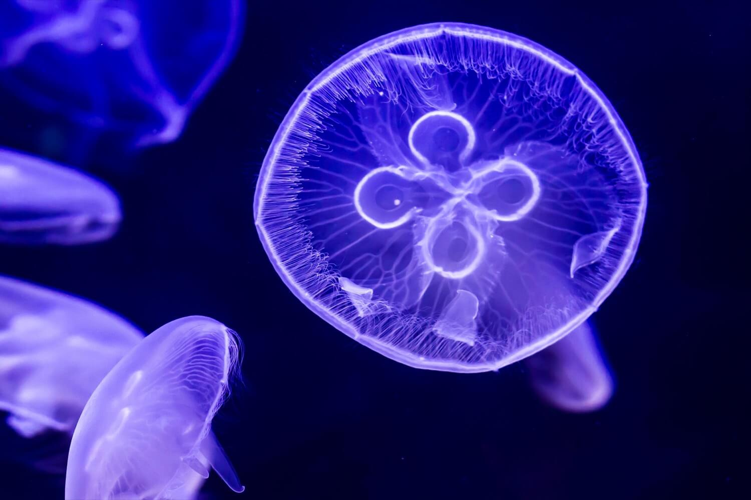 Gli scienziati danesi hanno fatto le patatine delle meduse