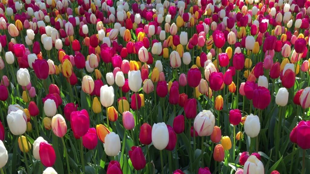 Cuánto: el jefe de la firma de inversión compara Биткоин y los tulipanes