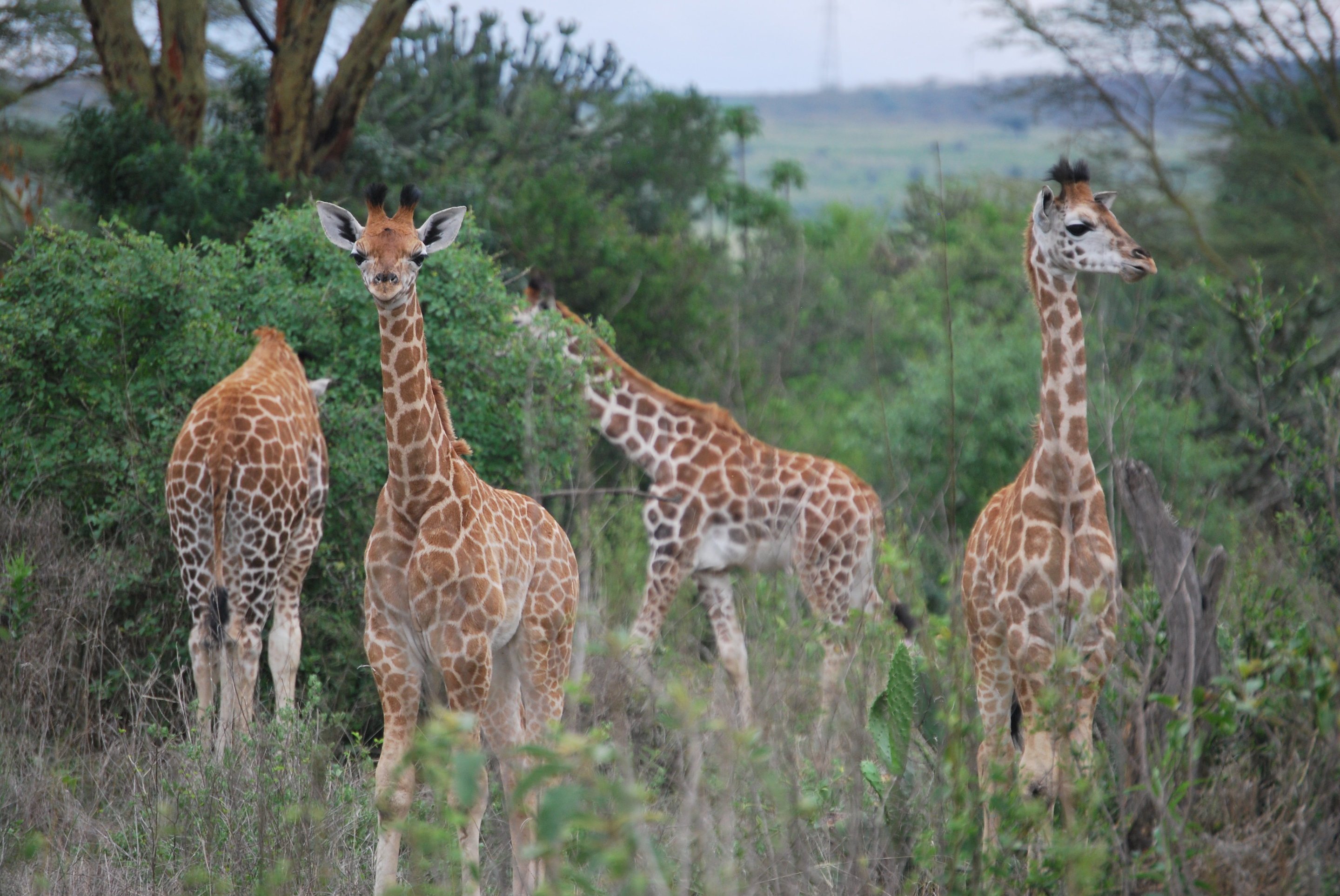 Giraffer igjen overrasket biologer