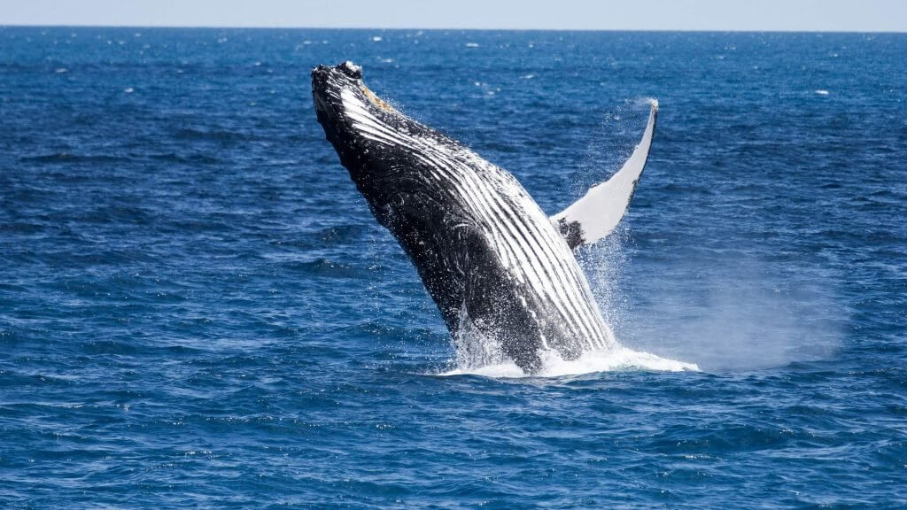Non è così male: le balene ходлят Bitcoin