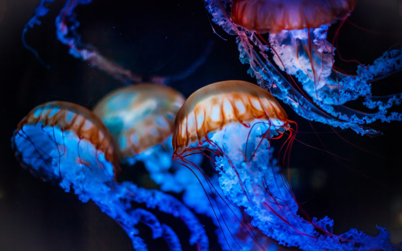 Robot-medusa esplorare le profondità del mare