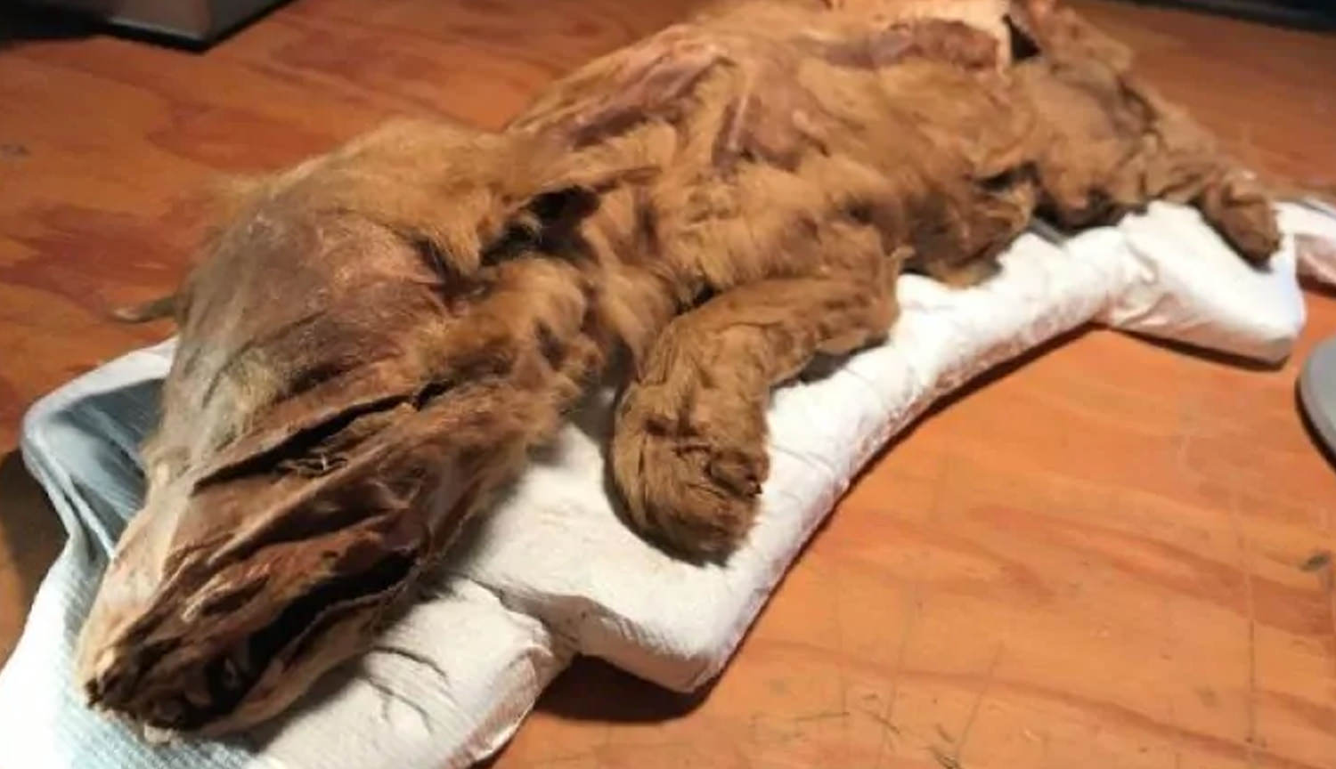 캐나다에서 발견한 미라 몸의 50 000 세 늑대와 사슴